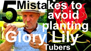 5 Five Mistakes to Avoid When Potting On Exotic Tropical Glory Lily Gloriosa superba Tubers Bulbs [upl. by Labors]