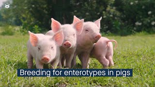 Host genetics influences the gut microbial community enterotypes in young pigs [upl. by Swords]