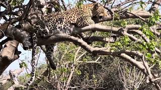 Leopardess up on the tree while watching some impalas feeding [upl. by Ecirual]