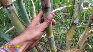 15023 गन्ने की लंबाई और मोटाई  15023 Sugarcane variety  Ganna Kisaan [upl. by Elston]