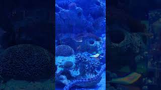 Moray Eels Swimming At The Epcot Living Seas Aquarium [upl. by Samid405]