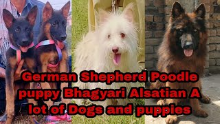 German Shepherd Bhagyari Alsatian Poodle puppy and dogs 03139393944 dog [upl. by Gulgee769]