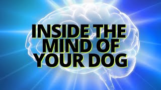 4 Simple Steps to Root Out Maddening Behaviors Understand the Inner Workings of your Dog [upl. by Wolfram62]