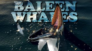 BALEEN WHALES the biggest eat the smallest [upl. by Carlene]