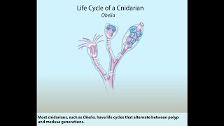 Cnidarian life cycle  Obelia  Polyp  Medusa [upl. by Haerle349]