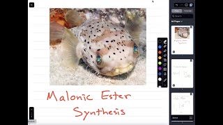 Malonic Ester Synthesis [upl. by Cinimod650]