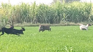 Soor ka shikar 2024  Dogs Hunting Boar  pig hunting with dogs  bully dogs fight [upl. by Silvan375]