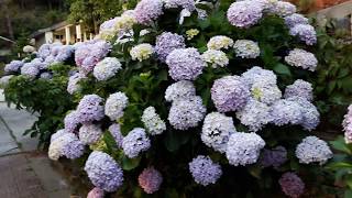 Hydrangea Plant Care  Fun Gardening  20 June 2017 [upl. by Ythomit402]