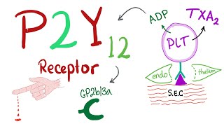 P2Y12 Platelet Receptor Mechanism of platelet aggregation [upl. by Annahavas]