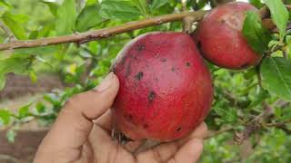 red colour coming on fruit [upl. by Hanaj195]