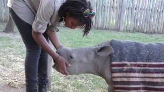 Ol Pejeta Vlog Episode 3 Ringo the Baby Rhino [upl. by Weisberg]