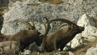 ALPSKI KOZOROG Capra ibex december Triglavski narodni park [upl. by Xuerd]