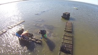 2014 Wellfleet Oyster Farming  Flyover Promo 1 [upl. by Emmalyn]