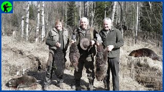 How Do American Hunters Deal With Millions Of Invasive Beavers  Farming Documentary [upl. by Bird]