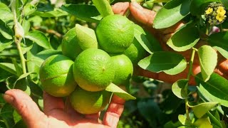 ऐसे गमले में छोटे से पौधे से पाए ढेर सारे नींबू  How to get more Lemon from small plant in Pot [upl. by Aronos]