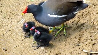 Water birds feeding fledgling birds [upl. by Sawyere]