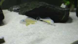 Xenotilapia Papilio quotTembwe IIquot  Rare Tanganyikan Sandsifting Cichlids [upl. by Britta23]