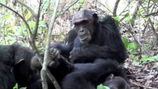 Chimpanzee trekking in Mahale National Park Tanzania [upl. by Pollyanna]