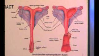 Equine Reproductive Ultrasound Techniques [upl. by Eikcuhc11]