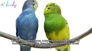 why do budgies move their beaks [upl. by Ycniuq878]