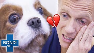 Does Dogs Intense Scratching Hide Rare Syringomyelia Disease 😨  Bondi Vet [upl. by Kitchen]