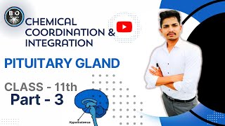 Pituitary gland anatomy and function ll bioroots neet humanphysiology [upl. by Nnodnarb]