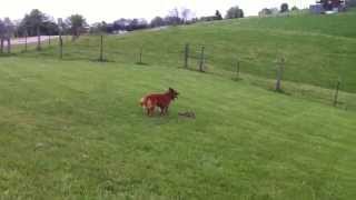 Our dog killing a groundhog [upl. by Aimee]