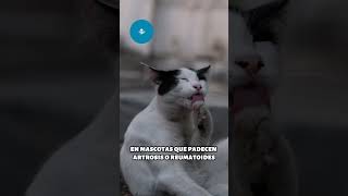 Desinflamatorios naturales para perros y gatos [upl. by Esdras]