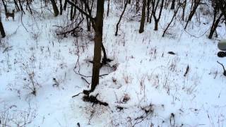 CVA muzzle loader doe kill [upl. by Basham]