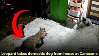 Leopard takes domestic dog from house at Canacona [upl. by Aserehc]