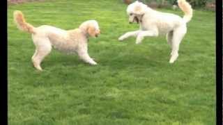 Two Goldendoodle Dogs Playing [upl. by Leesa]