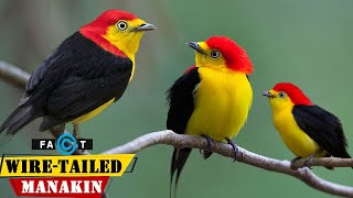 WireTailed Manakin  Fast Feet and Dazzling Displays of Manakin Birds [upl. by Henning]