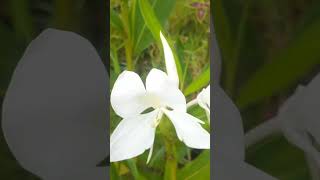 white hedychium [upl. by Lorry]