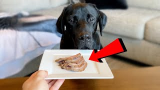 LABRADOR REVIEWS 100 STEAK [upl. by Ellenaej]