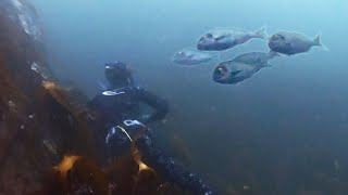 SPEARO LIFE  EPISODE 3 The Golden One Gilthead Bream Spearfishing [upl. by Enitsuj540]