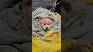 Cut dog kingdom come music live shorts sleep dog animals [upl. by Adyan469]