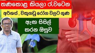 කෑවොත් වෙන දේ දැනගන කන්නම ඕන පලාඔබ දන්න දේත් අපිට කියන්නCommelina diffusa Ceylon AgriEpi314 [upl. by Adriane]