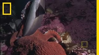 Octopus Kills Shark  National Geographic [upl. by Dalpe45]