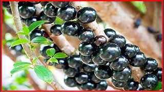 Os 8 Benefícios da Jabuticaba Para Saúde  Dicas de Saúde [upl. by Annaeoj]