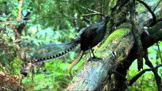 Lyrebird song  Stephen Powell Wildlife Artist [upl. by Aicillyhp732]