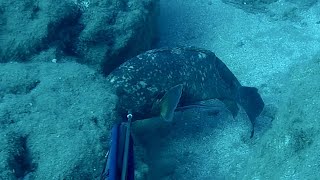 Big groupers Spearfishing Northcyprus [upl. by Nod]