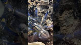 Tarantulas Gentle giants in the spider world arachnids wildlife love viralvideo vlog [upl. by Truda]