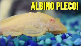 NEW Albino Pleco and Telescope Eye Goldfish [upl. by Idnim]