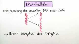 Ablauf der Replikation der DNA  Biologie  Genetik [upl. by Xed776]