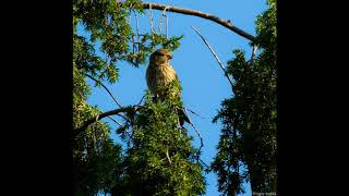 Linnet male Carduelis cannabina song [upl. by Nylzor30]