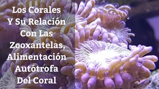 🔵 Los Corales Y Su Realcion Con Las ZooxantelasAlimentación En Corales Autotrofa Acuarios MB [upl. by Sik]