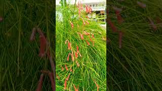 Firecracker Scientific name Russelia equisetiformis shortviralvideo flowers plants nature [upl. by Lenox]