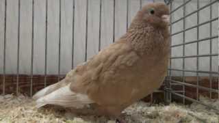 Arabian Trumpeter fancy pigeon [upl. by Gregorio251]