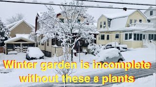 Must have 8 plants for winter garden or yard [upl. by Eillo930]