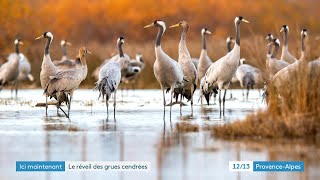 Direction la Camargue à la rencontre dun oiseau migrateur la Grue cendrée [upl. by Annayoj]